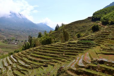 Teras pirinç tarlaları