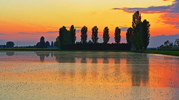 Champ de riz au coucher du soleil — Photo