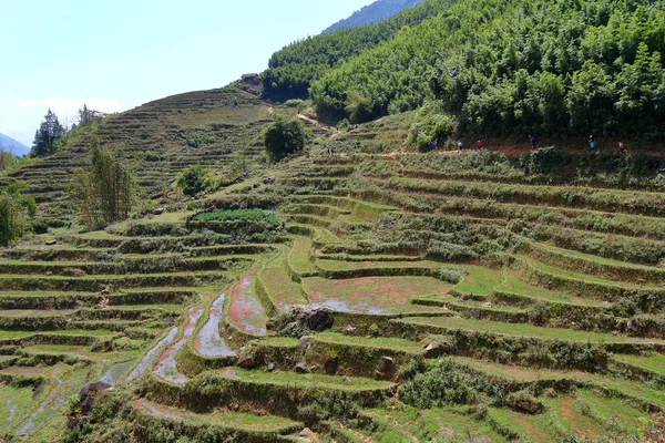 Terrace rice fields — Stock Photo, Image