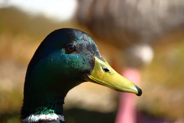 Wildenten-Porträt — Stockfoto