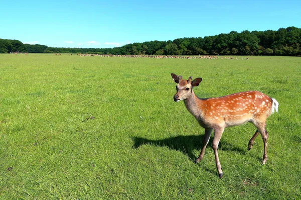 Junge süße Hirsche — Stockfoto