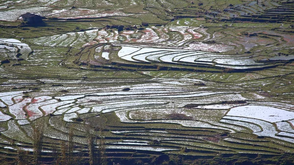 Terrace rice fields — Stock Photo, Image