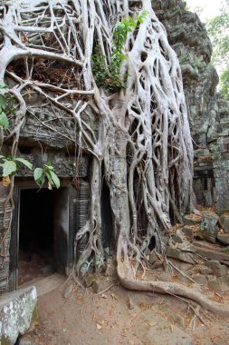 ta prohm, angkor, Kamboçya
