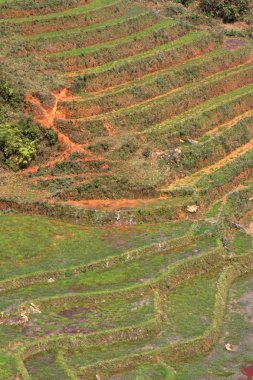 Teras pirinç tarlaları