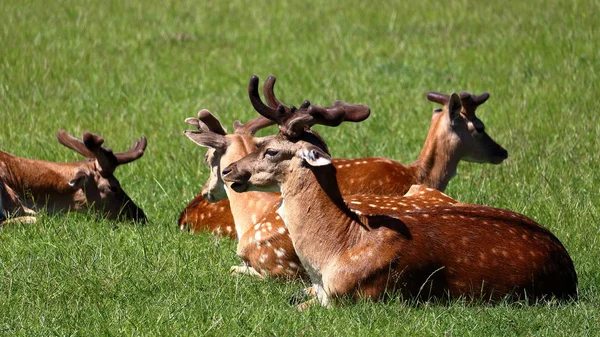 Hirschrudel — Stockfoto