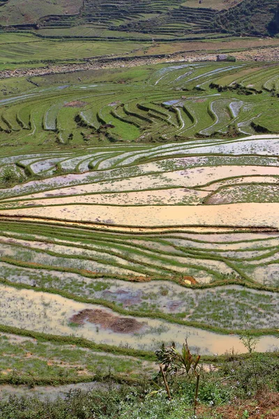 Terrace rice fields — Stock Photo, Image