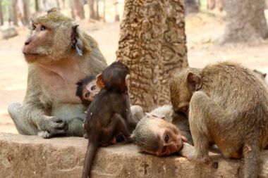 Maymun Angkor sitesinde, Kamboçya