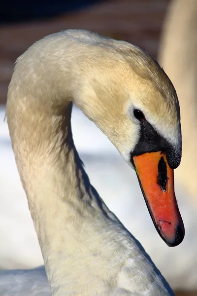 Cisne franco branco — Fotografia de Stock