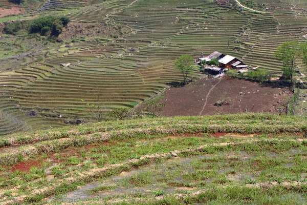 Terrace rice fields — Stock Photo, Image