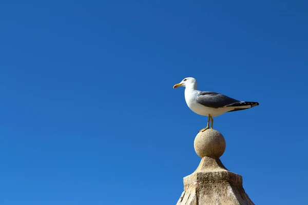 Möwe ruht auf Denkmal — Stockfoto