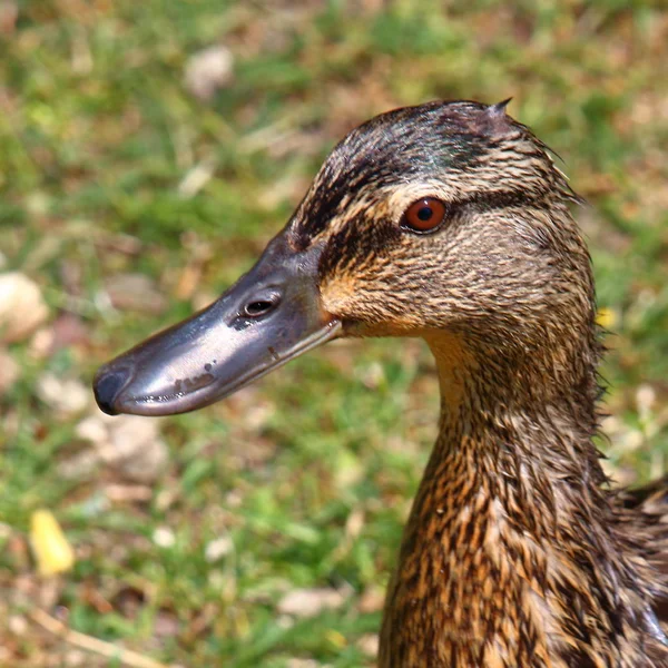 Wildenten-Porträt — Stockfoto