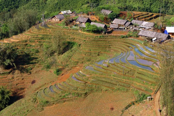 Terrace rice fields — Stock Photo, Image