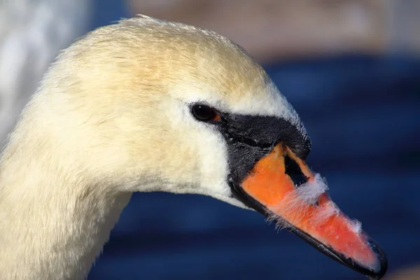 Cigno bianco candido — Foto Stock