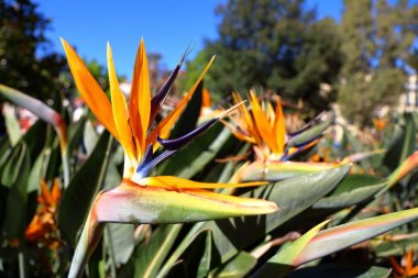 STERLİÇYA Aiton, Strelitziaceae