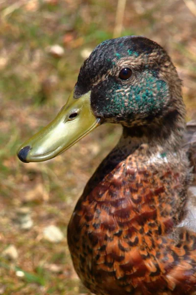 Wildenten-Porträt — Stockfoto