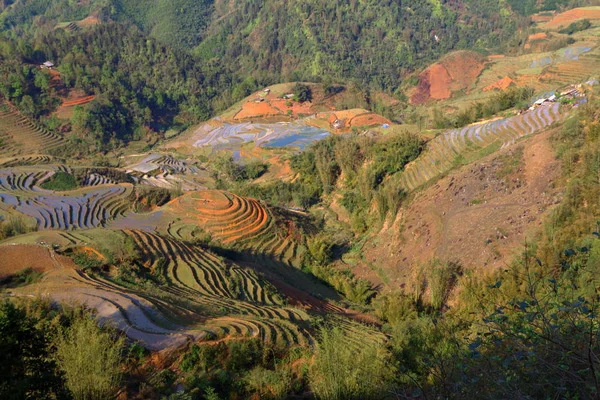 Terrace rice fields — Stock Photo, Image