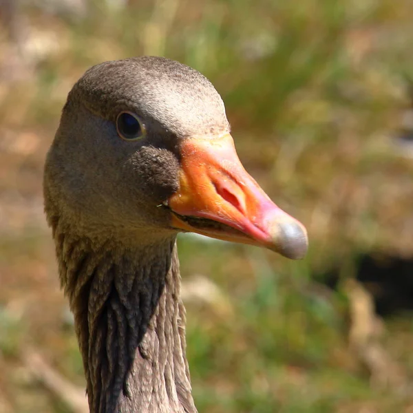 Goose head portrait — Stock Photo, Image