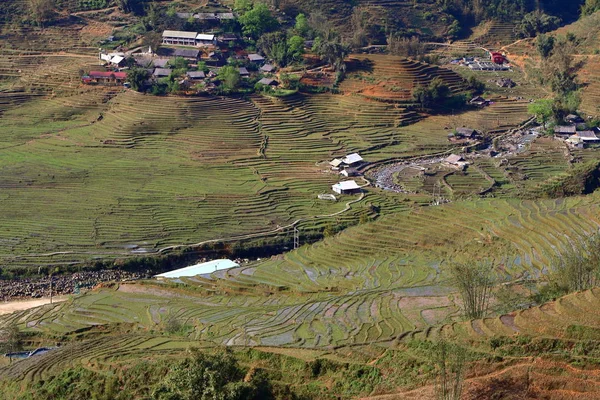 Terrace rice fields — Stock Photo, Image