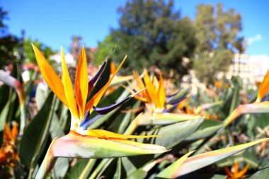 STERLİÇYA Aiton, Strelitziaceae
