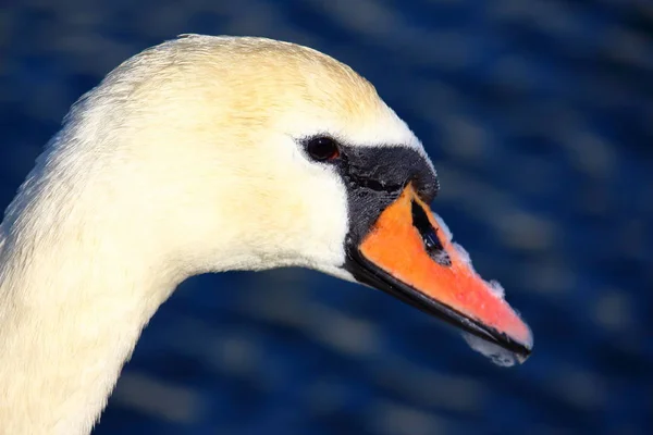 Cisne franco branco — Fotografia de Stock