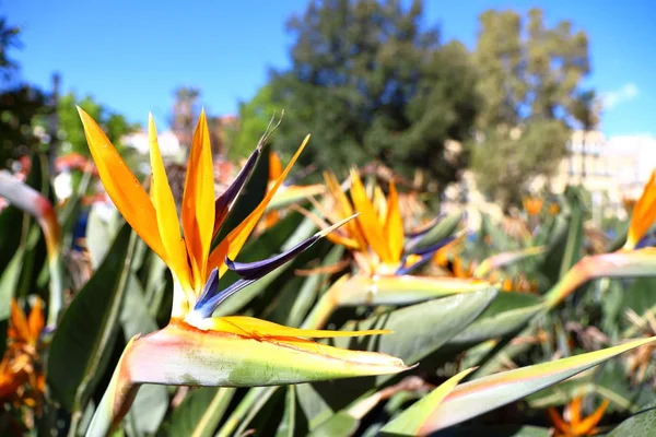 STERLİÇYA Aiton, Strelitziaceae