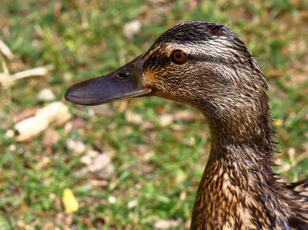 Wildenten-Porträt — Stockfoto