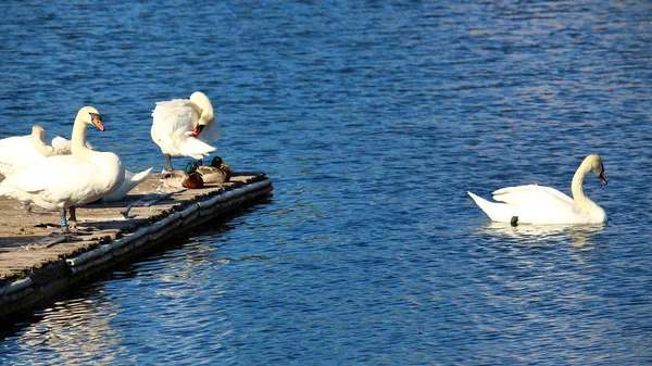 Cisne franco branco — Fotografia de Stock