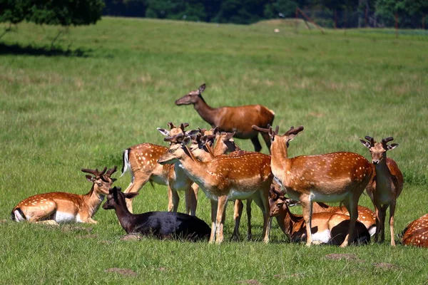 Herd of deers — Φωτογραφία Αρχείου