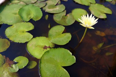Su zambağı arkaplanı