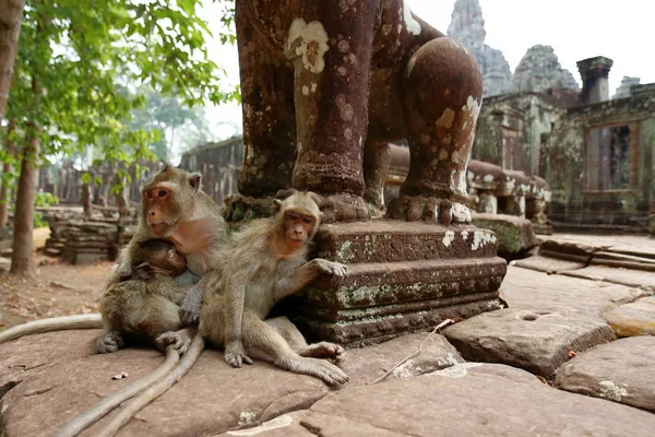 Maymun Angkor sitesinde, Kamboçya
