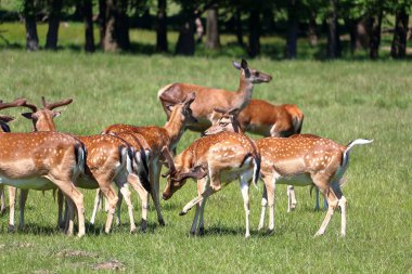 Jaegersborg Dyrehave (Deer Park) Kopenhag, Danimarka yakınındaki geyikler grup.
