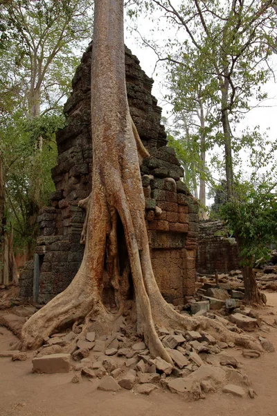 Prohm Angkor Sitesi Kamboçya Doğal Görünümünü — Stok fotoğraf