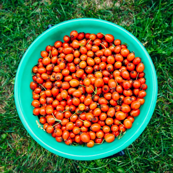 bucket full of rose hips is on the grass