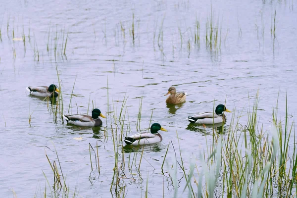 wild ducks swim in a pond in Moscow