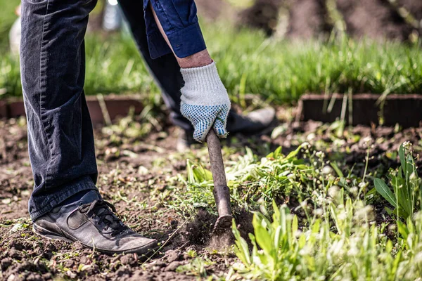 old man uproots hoe weeds in his garden