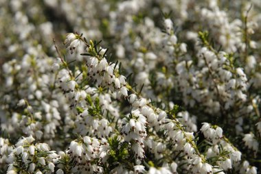 Beyaz küçük bellflowers.