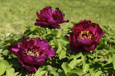 Bir şakayık çiçekleri.