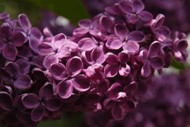 Pembe Leylak çiçeklenme.