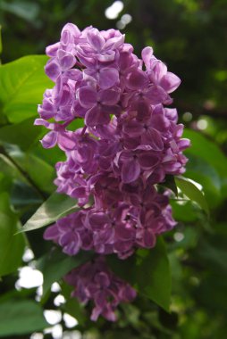 Mor Leylak çiçeklenme.