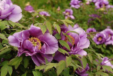 Şakayık bir mor renk.