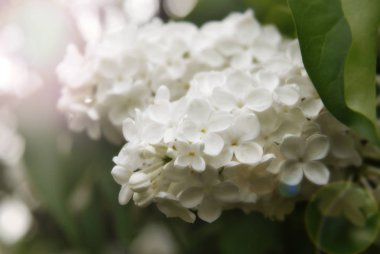 Beyaz Leylak çiçeklenme.