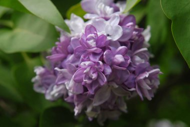 Mor Leylak çiçeklenme.