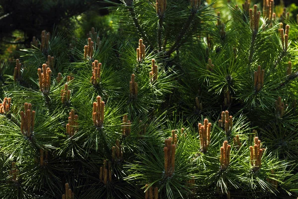 Young shoots of pine. — Stock Photo, Image
