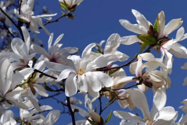 Beyaz Manolya çiçek.