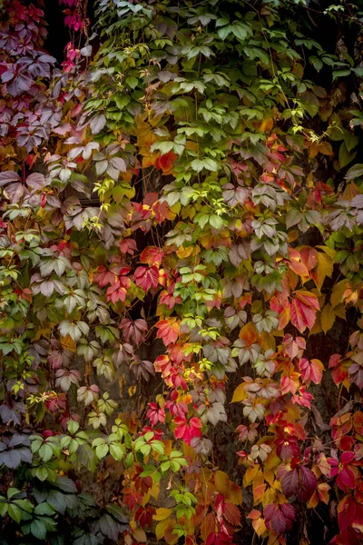 Bunte Blätter Von Wilden Trauben Auf Einem Wandhintergrund — Stockfoto