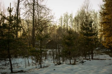 Gün batımında bahar orman