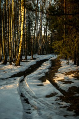 Gün batımında bahar orman