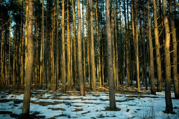 Foresta Betulla Primavera Belarus — Foto Stock