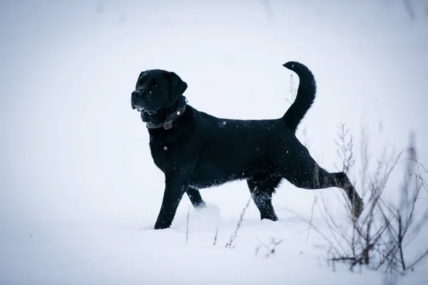 Labrador Hund Ett Snöfält — Stockfoto