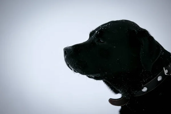 Cão Labrador Campo Nevado — Fotografia de Stock